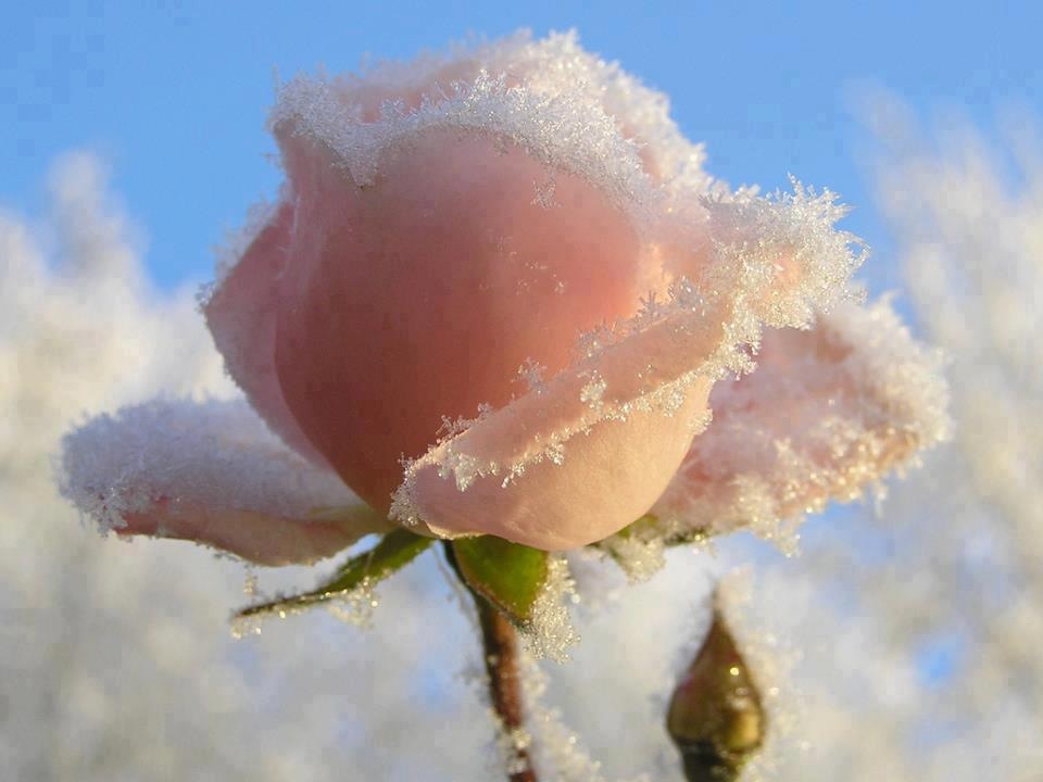 Authentically Yours Roses in the Snow